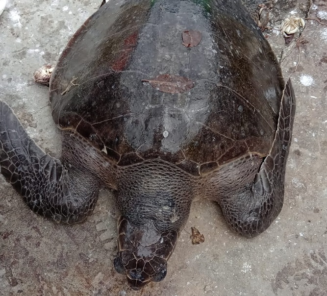 La tortuga fue devuelta al mar, ya que la Unión Europea (UE), exige los DET'S en las redes. Foto: Cortesía ARAP 