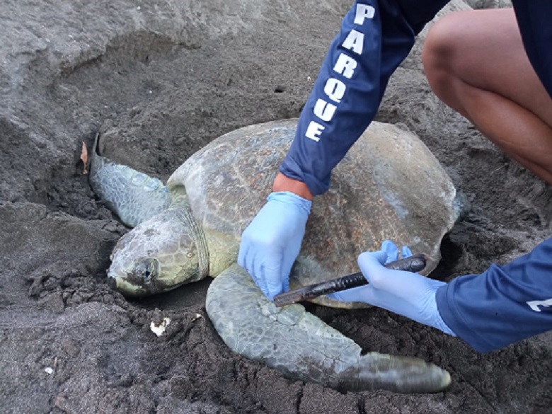  La tortuga lora es una especie en peligro de extinción. Foto: Thays Domínguez