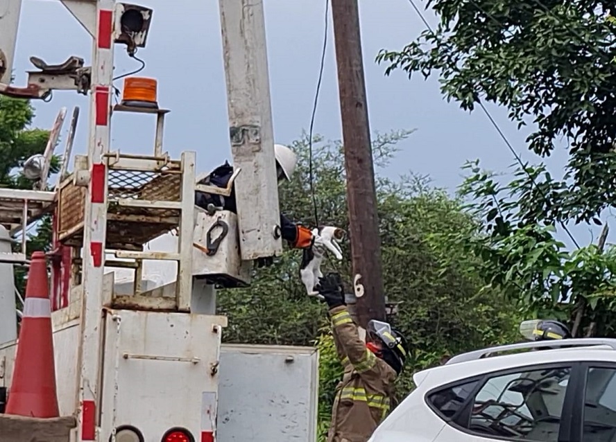 Se realizaron las coordinaciones con la empresa eléctrica para realizar el rescate. Foto: Thays Domínguez