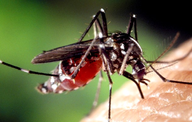 El 53% de los casos de malaria notificados en la última semana son masculino. Foto: Pixabay