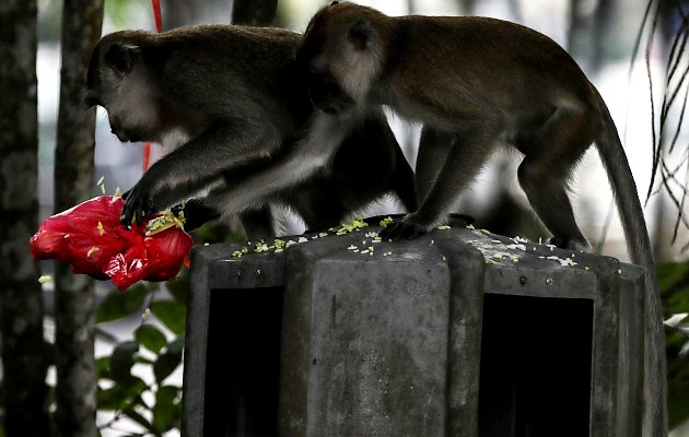 Macacos de cola larga de la isla de Bali y el uso de juguetes sexuales. Foto: EFE