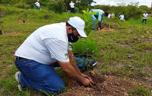 Junio ha sido el mes que más se ha reforestado este año. Foto: Cortesía MiAmbiente