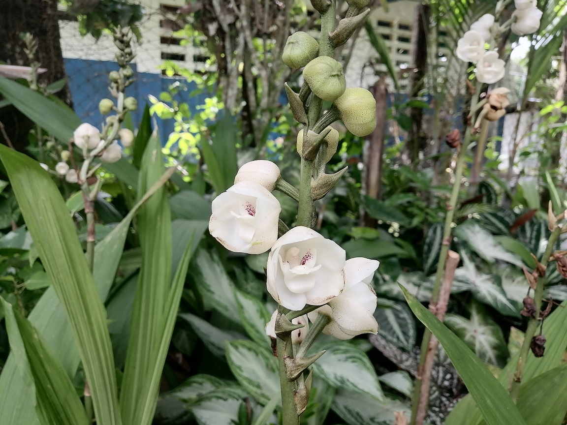 El festival nacional busca conservar el cultivo de este especie de flor. Foto: Thays Domínguez 
