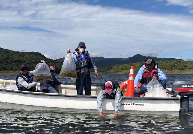 Es muy significativa la repoblación de tilapias porque es de mucha ayuda para la pesca. Foto: Cortesía ARAP