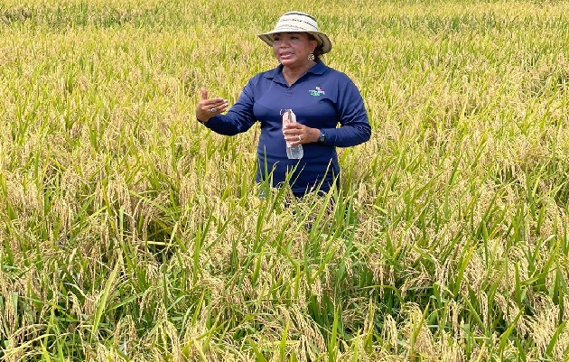 Durante la fase de investigación, este grano destacó por su excelente calidad molinera y buena adaptación a las áreas de cultivo de arroz del país. Foto. Eric Montenegro