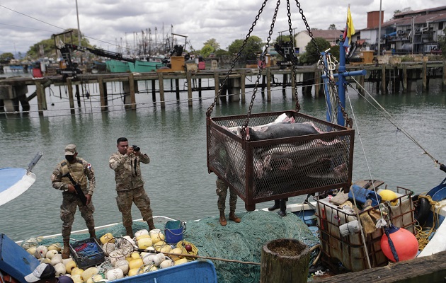 En el barco se identificó  tiburón juvenil. Foto: EFE