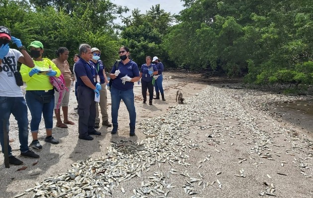 Los peces muertos aparecieron también en la Bahía de Panamá. Foto: Eric A. Montenegro