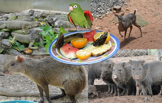 Los zoocriaderos ayudan a la conservación de las especies. Foto: MiAmbiente