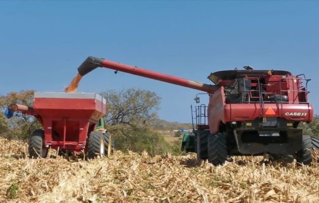 Para el maíz a chuzo con tecnología se registraron 91.36 Ha más que el año pasado a esta misma fecha que se reportaron 843.68 Ha. Foto: Cortesía Mida