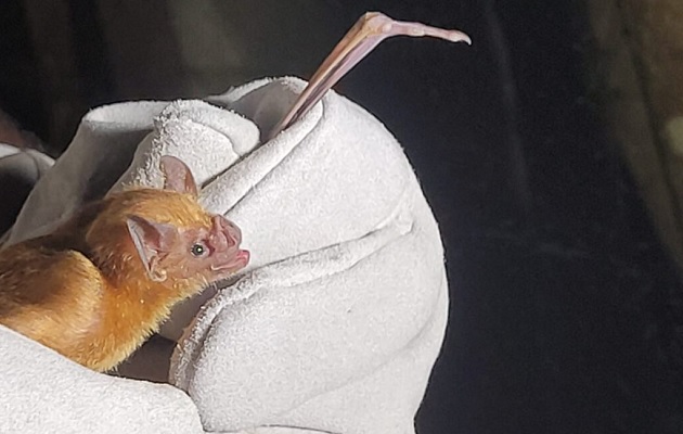 Los murciélagos hematófagos se alimentan de sangre. Foto: Mida