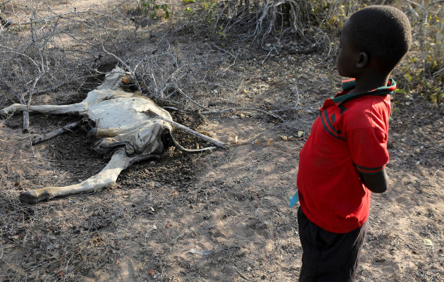 Alrededor de 4.35 millones de personas necesitarán asistencia alimentaria urgente en Kenia. Foto: EFE