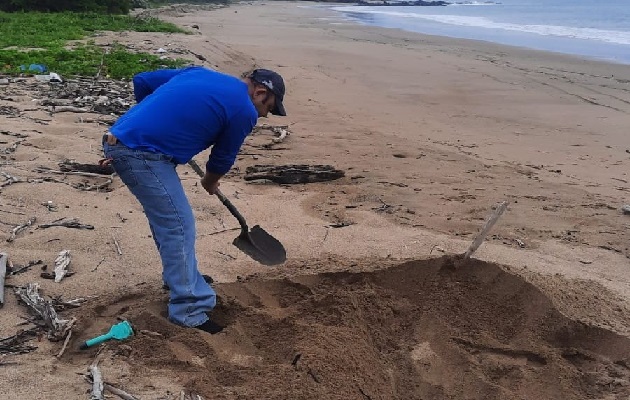 Tras implementar los procedimientos correspondientes para manejo de estas especies muertas, se procedió a sepultarla y así evitar malos olores. Foto. Thays Domínguez