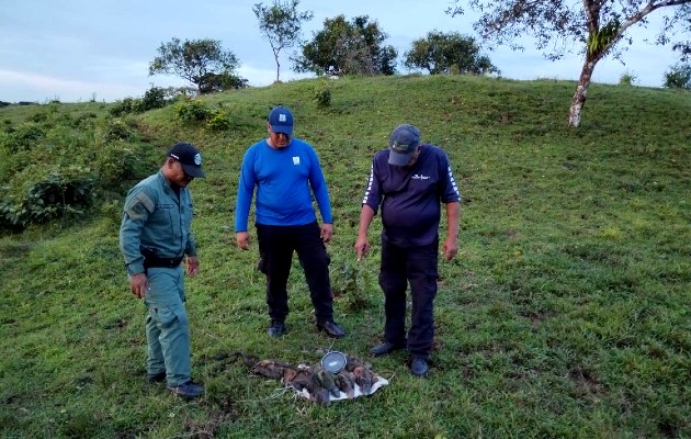 Las iguanas fueron revisadas y dejadas en libertad. Foto / Diómedes Sánchez.