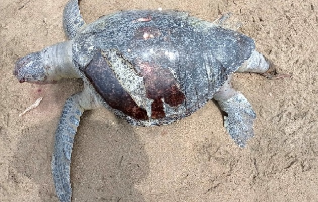 Tampoco se descarta que la interacción con los pescadores haya causado la muerte de las especies, que según el reporte de las comunidades, ha empezado a disminuir.  Foto. Thays Domínguez