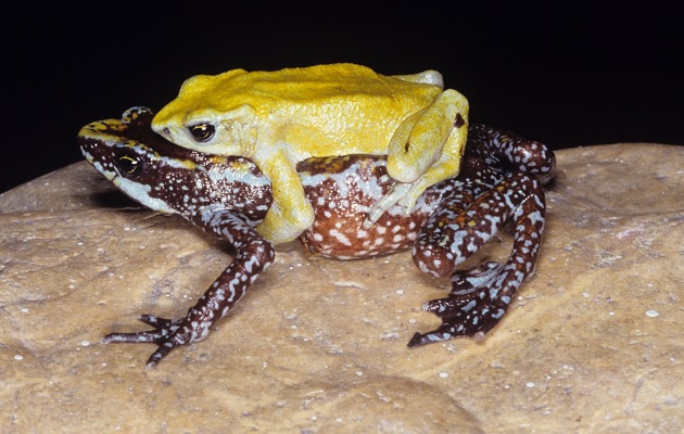 Panamá ha perdido dos especies de ranas únicas en el mundo durante los últimos dos años. Foto: M. Guerra/   Instituto Smithsonian
