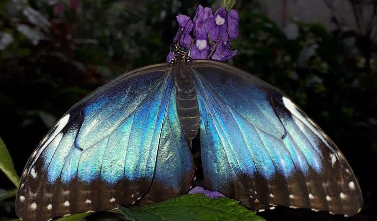 La granja de mariposas  Cerro La Vieja, liderada por Valdés, se ubica en Chiguirí  Arriba (Penonomé), provincia de Coclé. Cortesía