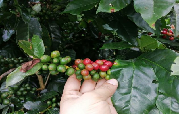 El parque cafetalero de Panamá es de 21 mil hectáreas aproximadamente, de las cuales unas 12,400 mil son arábigos y el resto de robusta. Foto: Cortesía Mida