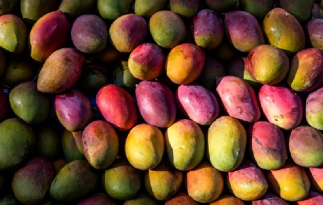 Los mangos frescos se deterioran con rapidez debido a su elevado contenido de humedad y su naturaleza delicada. Foto: FAO
