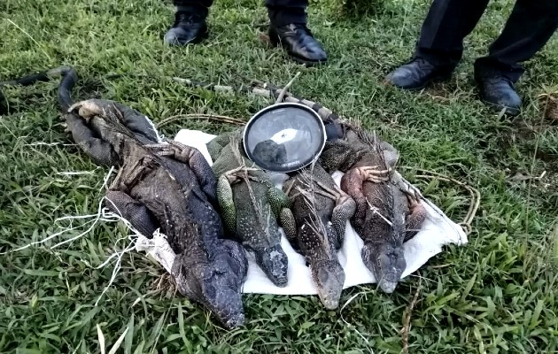 rescate_fauna2_pa.jpg rescate_fauna2_pa.jpg