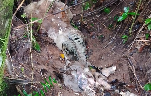 En el área encontraron restos de reses y un caballo muerto. Foto. Diomedes Sánchez