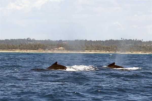 Desde 1985 se han capturado por motivos comerciales unas 28,000 ballenas