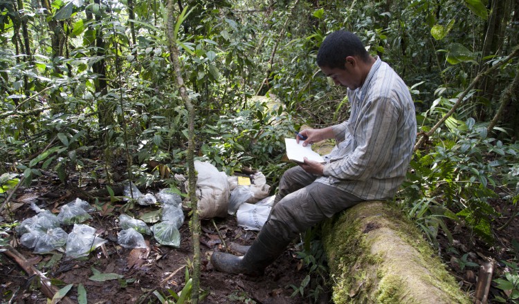 Abel Batista ha liderado los descubrimientos de la Atelopus fronterizo, Pristimantis gretathunbergae y Bolitoglossa cathyledecae.