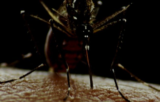 Las autoridades de Salud han identificado el DENV1 y DENV2 como los dos serotipos de dengue circulantes en 11 de las 15 regiones de salud. Foto: Archivo