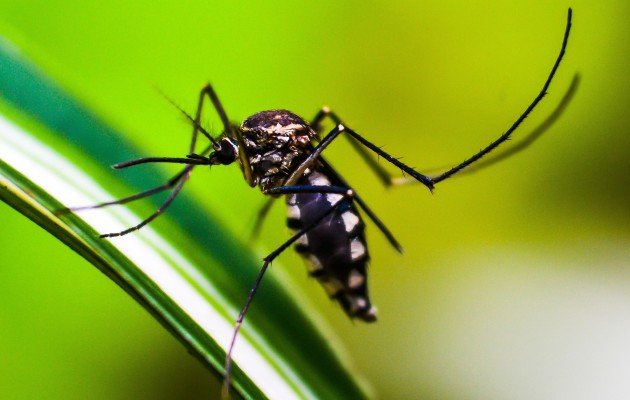 Panamá reporta malaria en 14 de las 15 regiones de salud, y el 57% de los casos  se han reportado en pacientes de sexo masculino. Foto: Pixabay