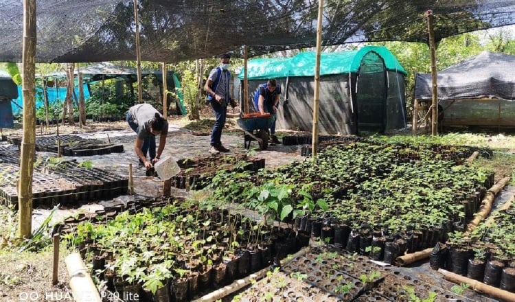 La Fundación Pro Eco Azuero aspira   plantar unos 50,000 árboles en el corredor ecológico santeño, hogar del moño araña de Azuero. Pro Eco Azuero