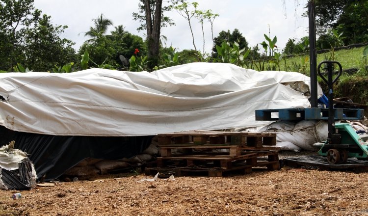 Las pilas de compost requieren una temperatura óptima. Foto: Víctor Arosemena