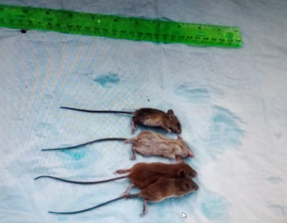 Las áreas donde se conservan granos son las predilectas para el roedor transmisor. Foto: Thays Domínguez Las áreas donde se conservan granos son las predilectas para el roedor transmisor. Foto: Thays Domínguez