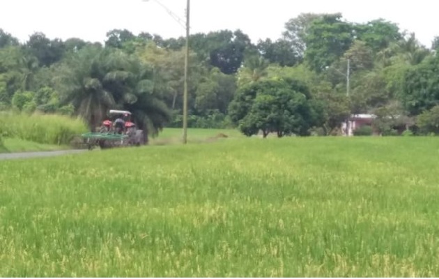 Solo en Chiriquí hay 340 productores, ubicados en los distritos de Alanje, David y Barú. Foto. José Vásquez