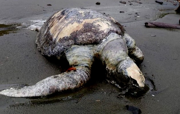 Mortandad de tortugas verde y lora en el Pacífico panameño. Foto: EFE