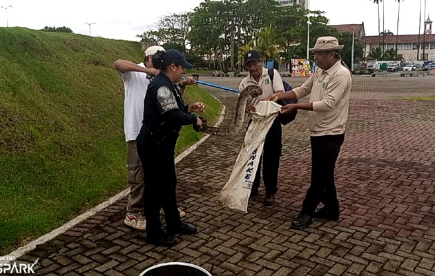 Se llevó a cabo el rescate de una Boa (Contrictor) en calle primera Paseo Marino. Foto / MiAmbiente.