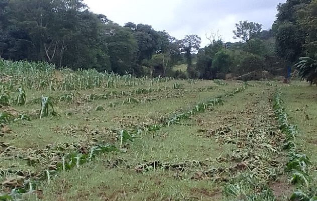 Se han dado daños por las inundaciones en las comunidades de Tonosí, algunas zonas de Macaracas y otras áreas de esta provincia, al igual que se registraron en algunas porquerizas. Foto. Cortesía Mida