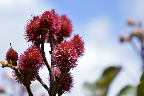 El achiote se utiliza como colorante en la producción de alimentos. Foto: Ilustrativa / Pixabay