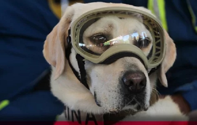 Frida fue un ícono de esperanza durante los terremotos. Foto: Cortesía