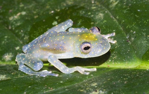 Las ranas de cristal tienen una alta demanda en el mercado internacional .  Foto: