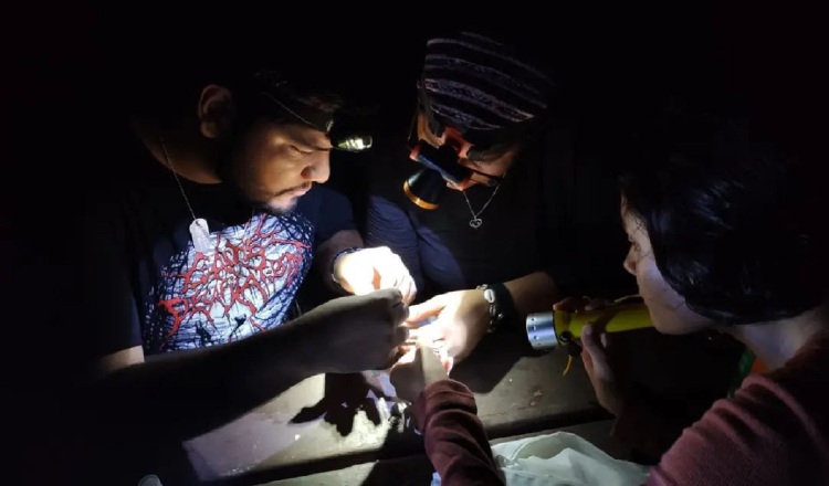 Durante las giras nocturnas, investigadores y participantes pueden apreciar la actividad de la fauna  con este tipo de hábitos.