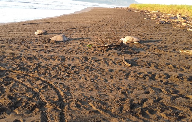 Más 4, 000 tortugas marinas desovan Isla Cañas. Foto: MiAmbiente