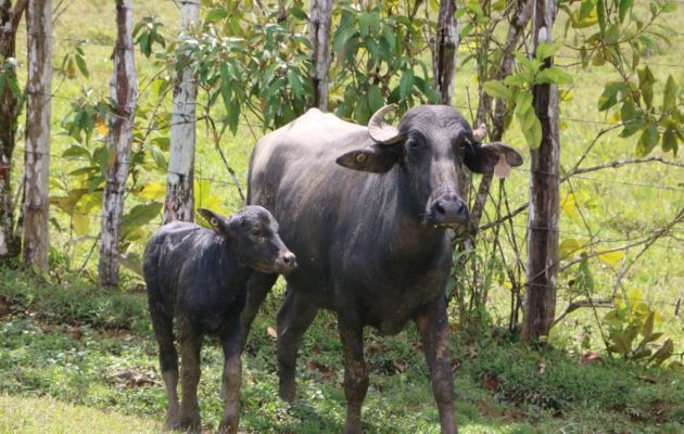 Este proyecto de cría de búfalos se inició en Panamá hace más de 45 años. Foto: Cortesía Mida