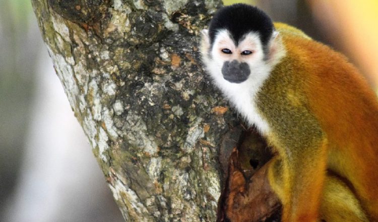El mono tití chiricano habita principalmente en la península de Burica. Proyecto Primates Panamá