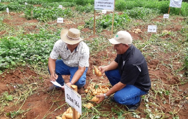 Arquímedes Peralta, productor santeño, indicó que en su finca cultiva tres variedades de este alimento. Foto. Thays Domínguez