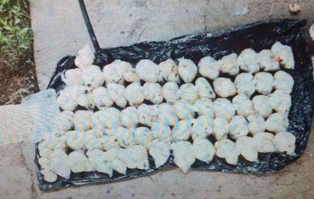 Al detenido se la incautaron 528 huevos de tortuga marina de la especie lora. Foto: Thays Domínguez