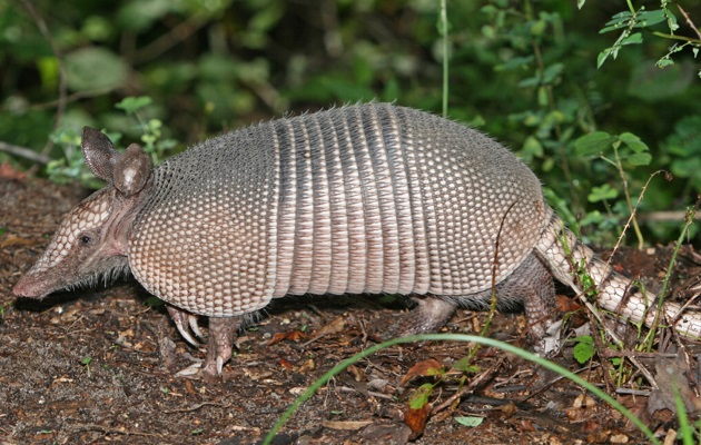 El armadillo de nueve bandas es una especie protegida.