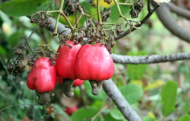 El fruto y pseudofruto del marañón son aprovechados. 