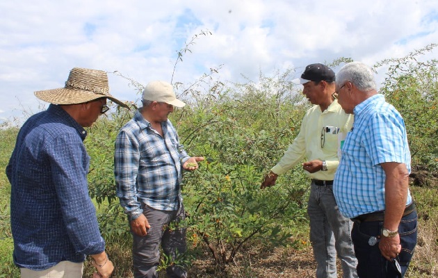 El guandú en años anteriores han presentado múltiples afectaciones por antracnosis entre otras enfermedades. Foto. José Vásquez