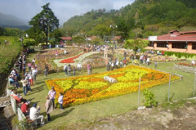 Los jardines estarán en completa floración para el 12 de enero, Foto: Mayra Madrid