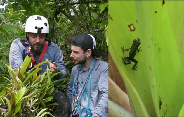 La Oophaga vicentei junto a los investigadores españoles. 