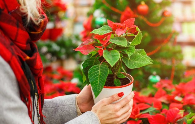 Estados Unidos, Francia, Holanda, Alemania e Italia reportan el mayor número de patentes de cultivares comerciales de nochebuena. Foto: Cortesía UAG